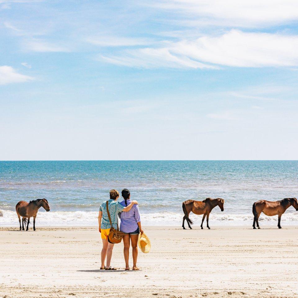 Mustang selvaggi sulla spiaggia di Corolla, Outer Banks, North Carolina