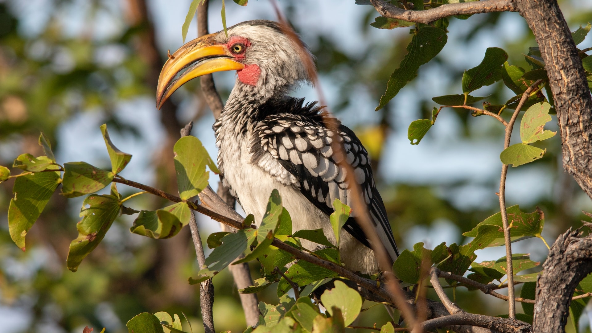Riserva Moremi Wildlife Reserve in Botswana con flora rigogliosa, palme e animali selvatici durante i safari in 4x4 al mattino e al pomeriggio