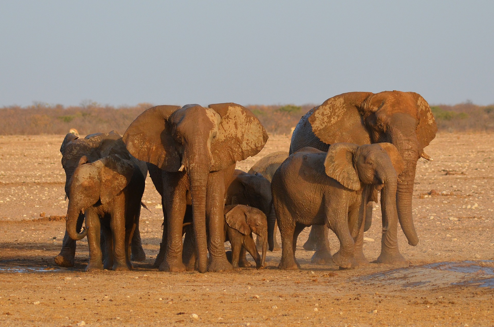 Elefanti al tramonto nel Parco Nazionale Etosha in Namibia, una delle più importanti riserve faunistiche dell'Africa con gnu, zebre, leoni e ghepardi