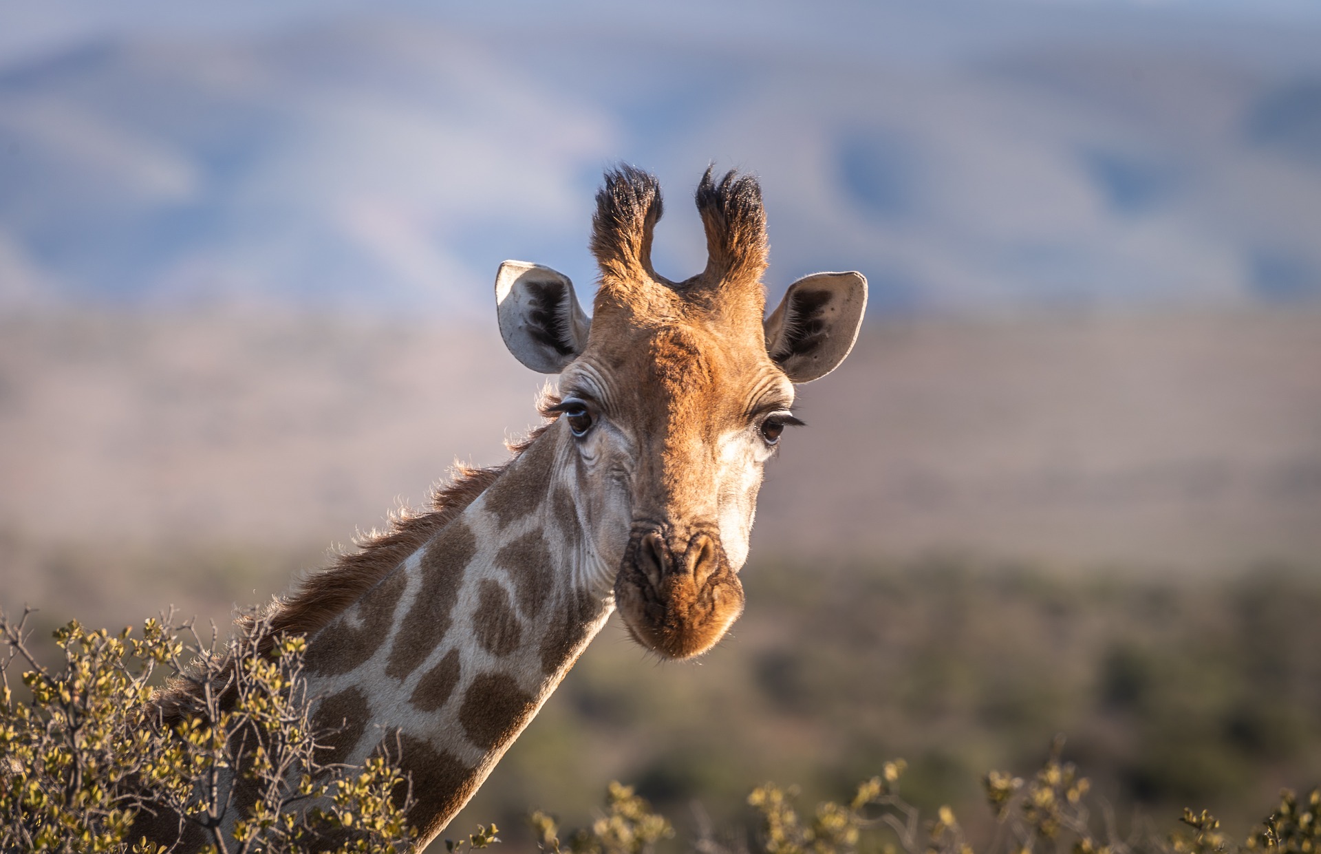 Giraffa nella savana del Parco Etosha in Namibia con la distesa di sabbia salina dell'Etosha Pan sullo sfondo
