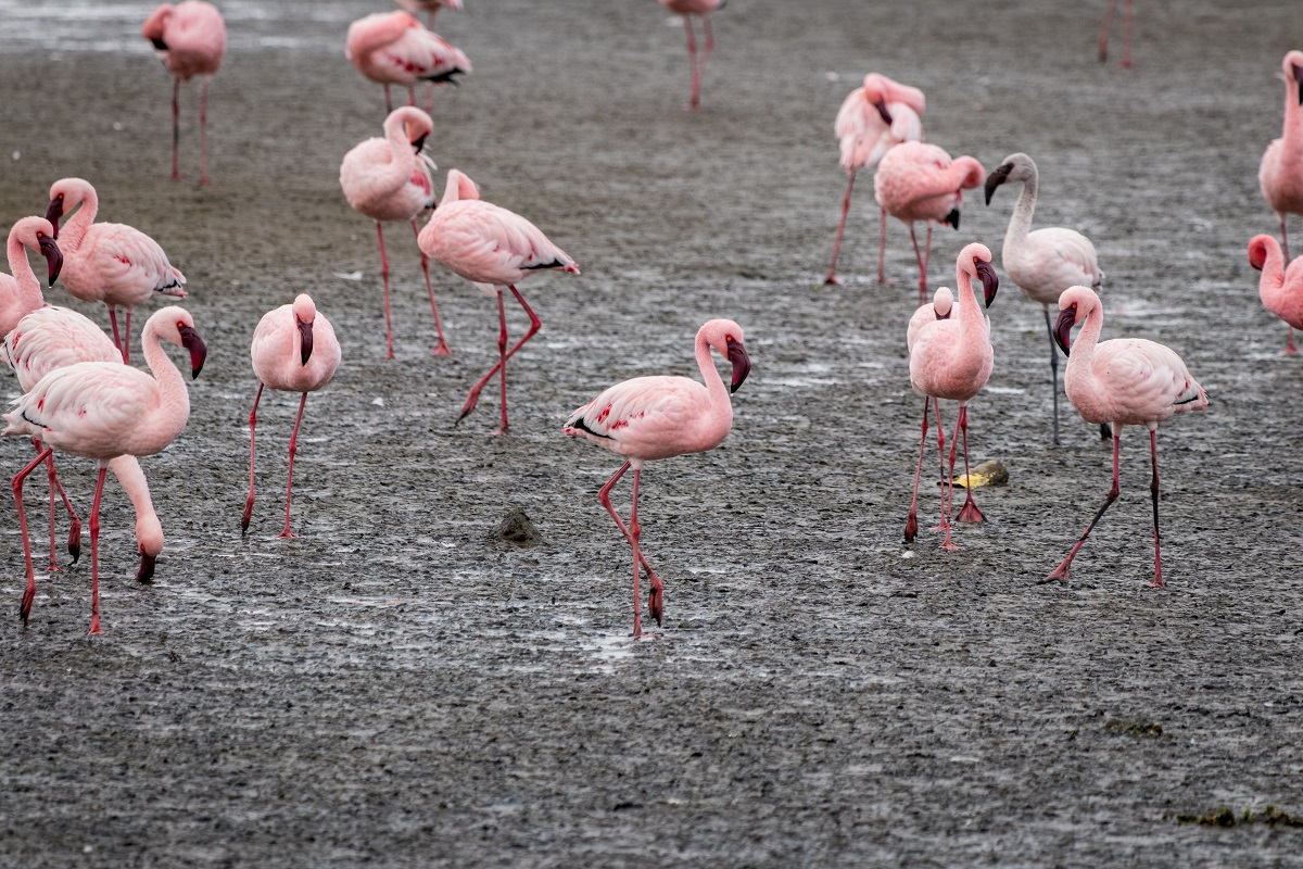 Costa atlantica della Namibia con i fenicotteri a Walvis Bay e la cittadina coloniale tedesca di Swakopmund
