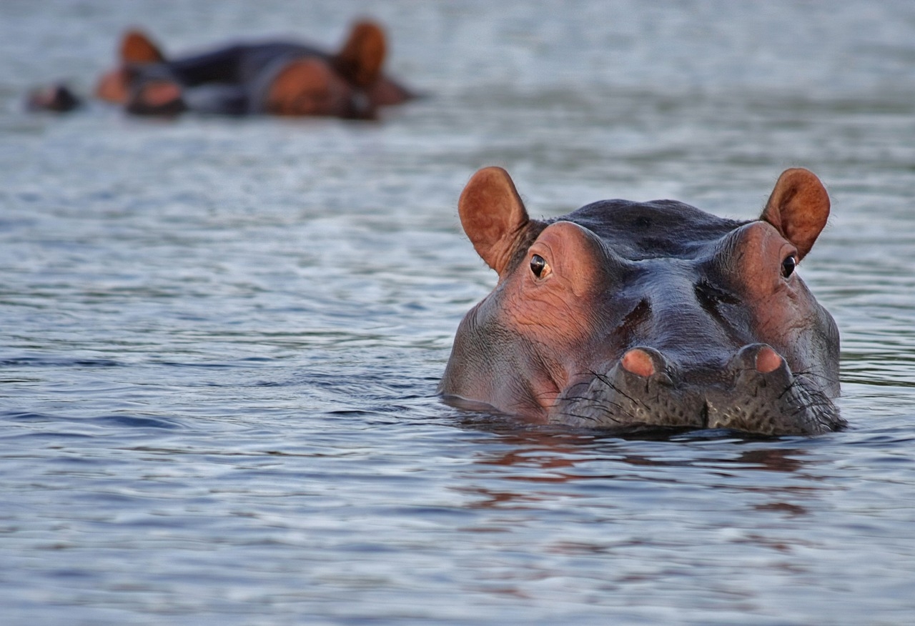 Ippopotami nel fiume Zambezi nella Striscia di Caprivi in Namibia, durante il safari in 4x4 nella zona del Kwando