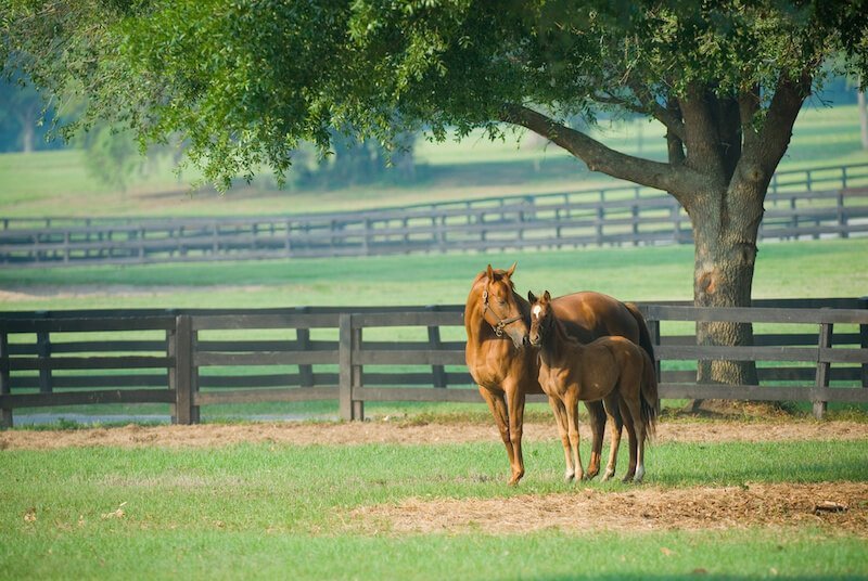 Escursione a cavallo tra i prati dello Shaker Village of Pleasant Hill, Kentucky