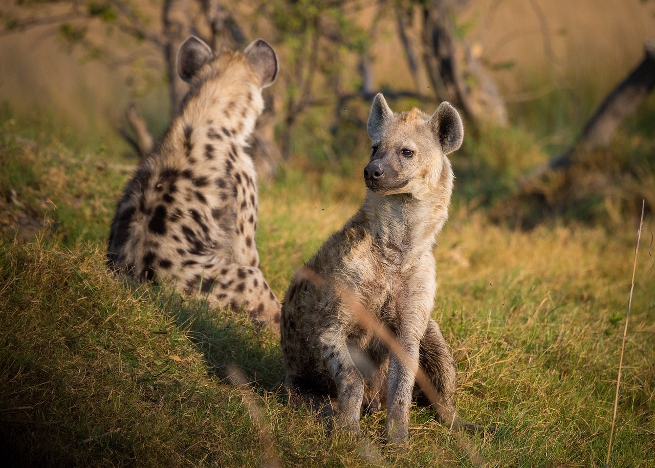 Iena al tramonto sulla savana africana del Botswana, ultima mattina prima della partenza dall'aeroporto di Kasane o Victoria Falls