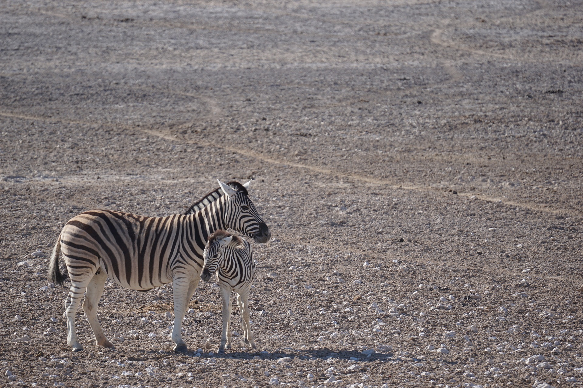 Regione del Damaraland in Namibia con zebre e la foresta pietrificata, paesaggi di sabbia e montagne aspre verso Twyfelfontein